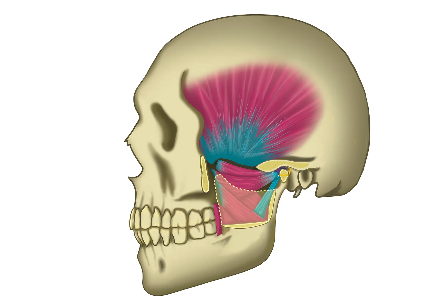 O que é ATM (Articulação Temporomandibular) e Como Ela Funciona?